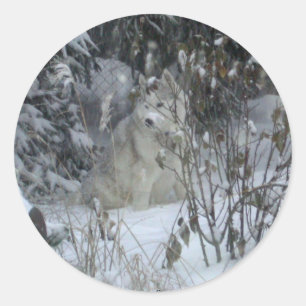 Sticker Husky Sibérien d'hiver
