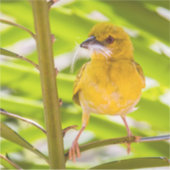 Sticker Il est temps de construire le nid (Devant)