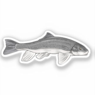 Sticker Illustration du vecteur de poisson Sucker de juin