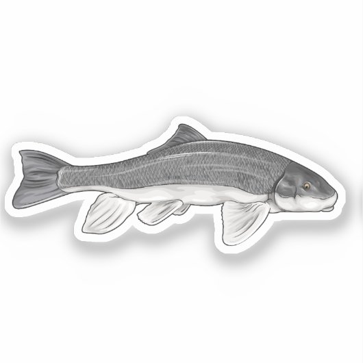 Sticker Illustration du vecteur de poisson Sucker de juin (Recto)