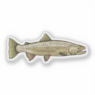 Sticker Illustration Saumon Atlantique