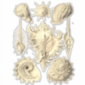 Sticker Illustration vintage de coquillage élégant (Devant)