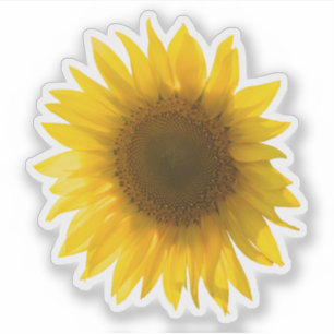 Sticker Image de vrai tournesol jaune