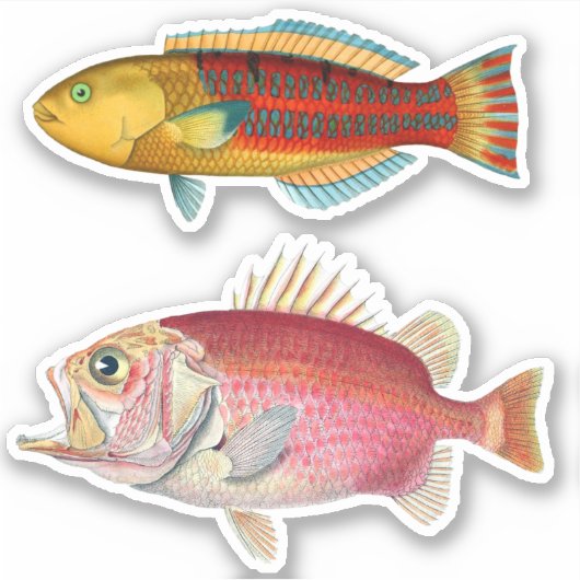 Sticker Impression Artiste Poisson Tropical Illustration V (Devant)