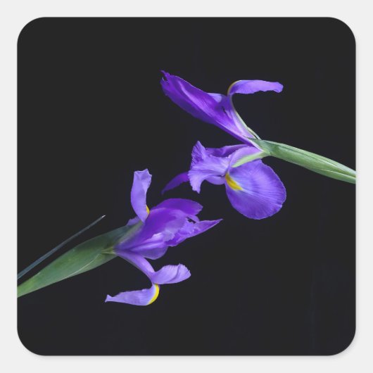 Sticker Irises Violet (Devant)