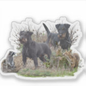 Sticker Jagdterrier, Bo c. Renbrad Kennel.'' (Devant)