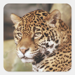 Sticker Jaguar
