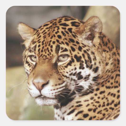 Sticker Jaguar (Devant)
