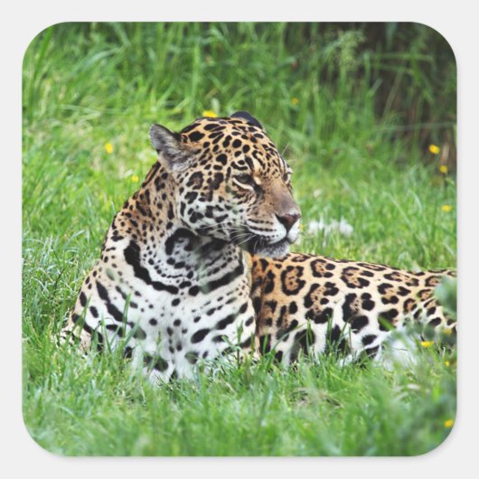 Sticker Jaguar (Devant)