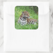 Sticker Jaguar (Sac)