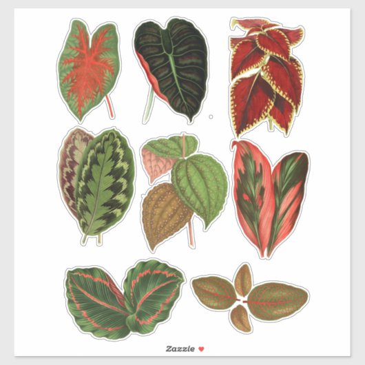 Sticker Jardin Plante feuille illustrations d'art botaniqu (Feuille)