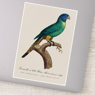 Sticker Jeune loriquet arc-en-ciel Trichoglossus moluccanu
