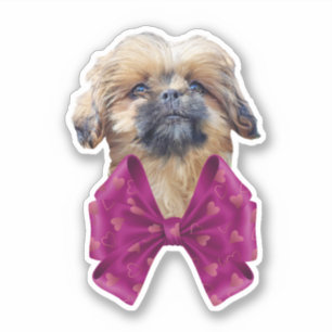 Sticker Joli chiot Nala Shih Tzu
