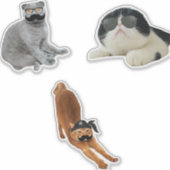 Sticker Joli mèmes de chat (Devant)