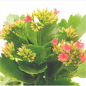 Sticker Kalanchoe blossfeldiana (Devant)