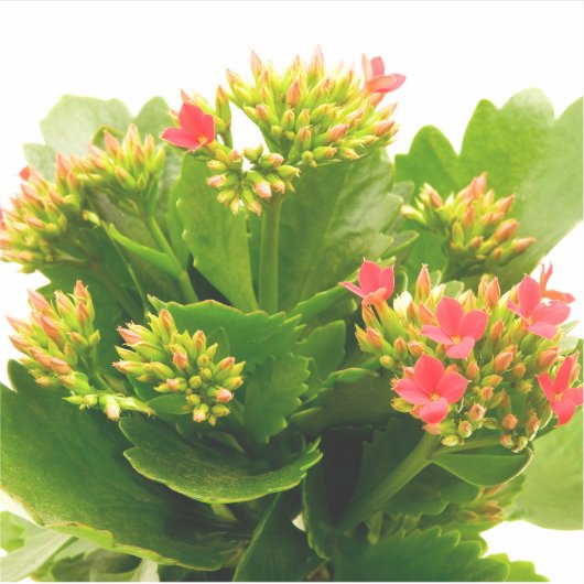 Sticker Kalanchoe blossfeldiana (Devant)