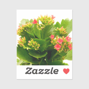 Sticker Kalanchoe blossfeldiana
