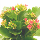 Sticker Kalanchoe blossfeldiana (Recto)