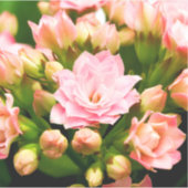 Sticker Kalanchoe calandiva (Devant)