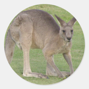 Sticker Kangaroo