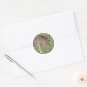 Sticker Kangaroo (Enveloppe)