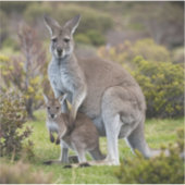 Sticker Kangaroo et Joey (Devant)