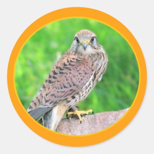 Sticker Kestrel (Devant)