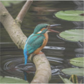 Sticker Kingfisher Bird (Devant)
