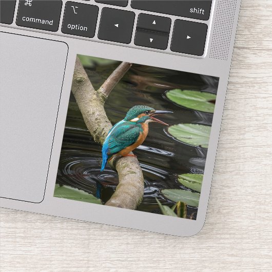 Sticker Kingfisher Bird (Détail)