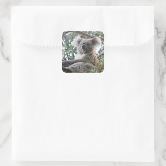 Sticker Koala (Sac)