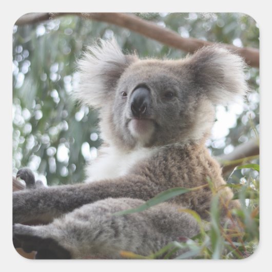 Sticker Koala (Devant)