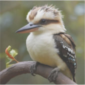 Sticker Kookaburra (Devant)