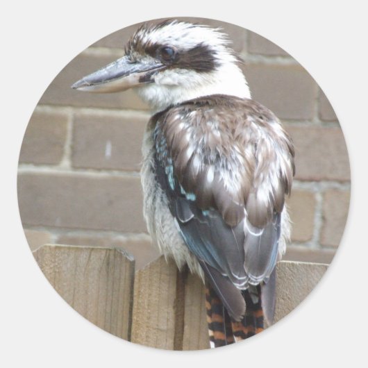 Sticker Kookaburra (Devant)