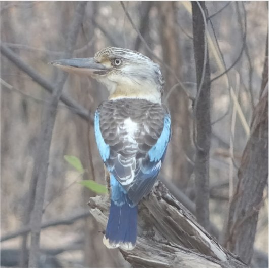 Sticker Kookaburra Bird (Devant)