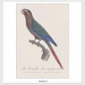 Sticker La conure emmaillotée, Pyrrhura Picta (Feuille)