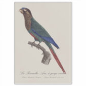 Sticker La conure emmaillotée, Pyrrhura Picta (Devant)