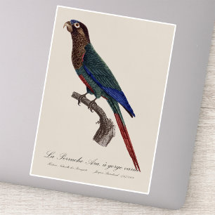Sticker La conure emmaillotée, Pyrrhura Picta