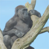 Sticker La perche d'arbre paisible de Gorilla (Recto)