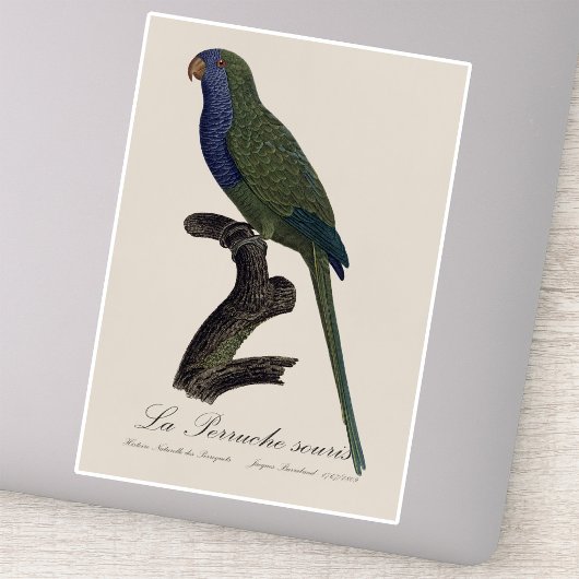 Sticker La Perruche souris / Monk Parakeet