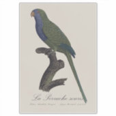 Sticker La Perruche souris / Monk Parakeet (Devant)