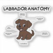 Sticker Labrador Retriever Chocolat Dessin Animé Anatomie (Devant)