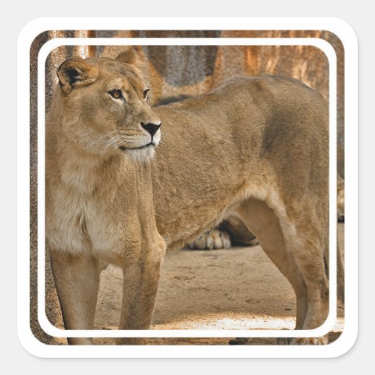 Sticker Lady Lioness (Devant)