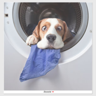 Sticker Lavage délicat beagle étourdi et amusant