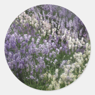 Sticker Lavender Fields