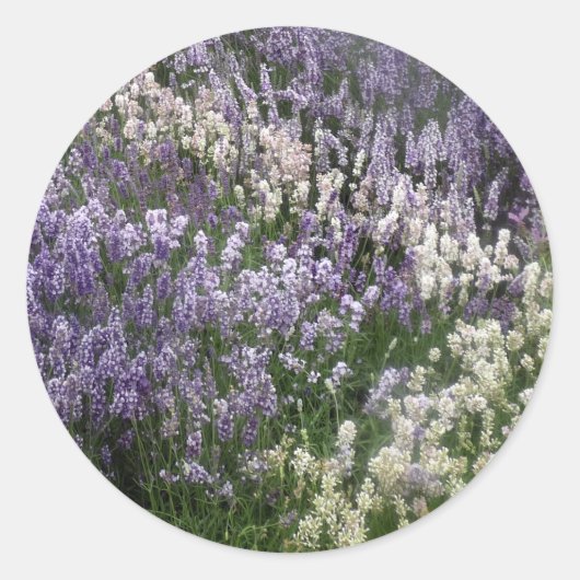 Sticker Lavender Fields opnieuw instellen (Voorkant)