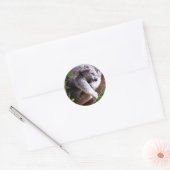 Sticker Lazy Koala (Enveloppe)