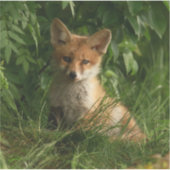 Sticker Le chou renard dans une forêt verte (Devant)