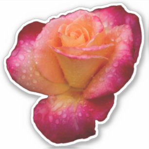 Sticker Les gouttes de pluie sur le Rose