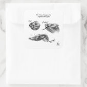 Sticker "Les trois étapes d'un Hognose Hissyfit" (Sac)