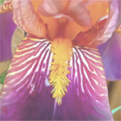 Sticker Light Iris Macro Artistique Abstrait (Devant)